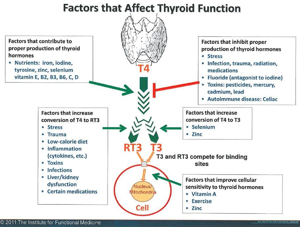 Hypothyroid & Hashimoto's: Factors that Affect Thyroid Function © 2011 The Institude for Functional Medicine
