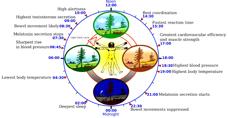 Circadian Clock: Poor Sleep - Paula Owens, MS Holistic Nutritionist and Functional Health Practitioner