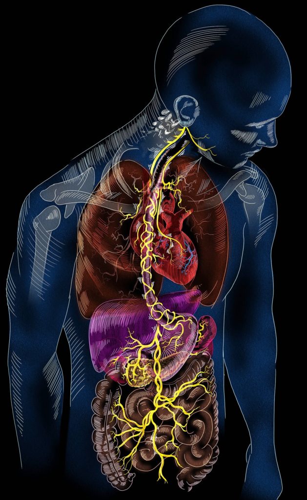 How to Stimulate Your Vagus Nerve - Paula Owens, MS